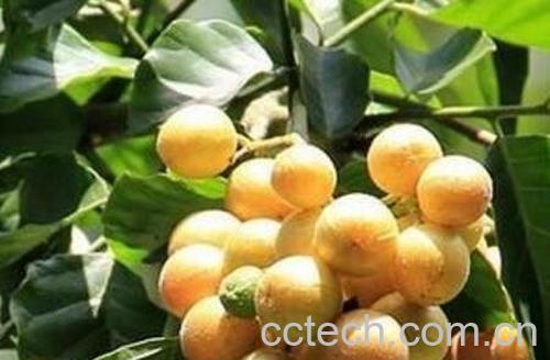  黄果皮叶的功效与作用及药用价值-0