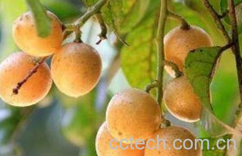 黄皮果皮的功效与作用-1