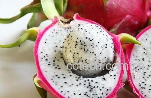 白肉火龙果的功效与作用-1