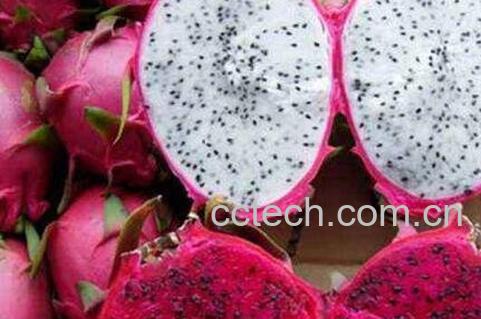 孕妇可以吃火龙果吗 孕妇吃火龙果的好处-0