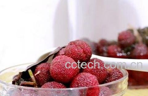 紫苏杨梅汤的功效与作用-1