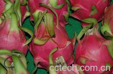 百香果和火龙果的功效与作用-1