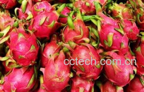 白血病能吃火龙果吗 哪些人不能吃火龙果-0