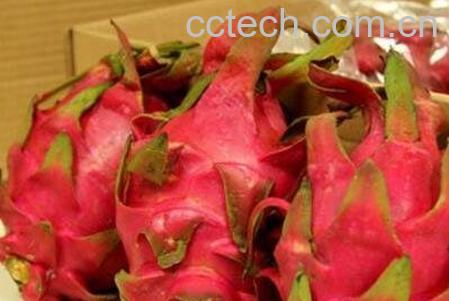 白血病能吃火龙果吗 哪些人不能吃火龙果-1