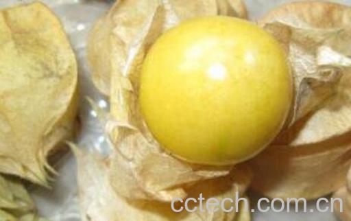 黄姑娘果皮泡水的功效-0