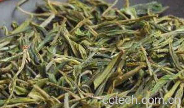  哪些茶叶属于黄芽茶 黄芽茶的功效与作用-0