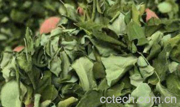 辣木叶蒲公英茶的功效-0