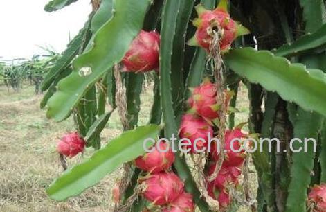 白肉火龙果的营养成份和营养价值-1