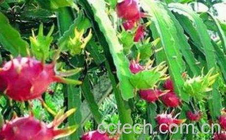 火龙果的营养成分和营养价值-1