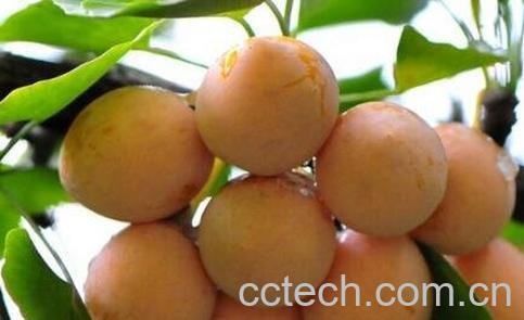 白果果皮有什么功效与作用-0