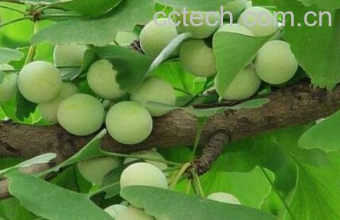 白果果皮有什么功效与作用-1