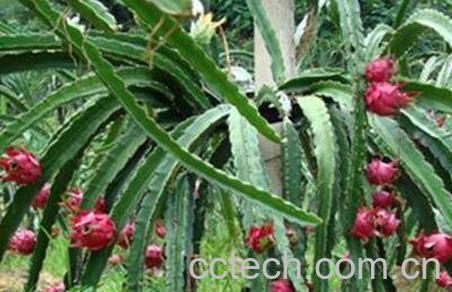 火龙果上火吗 火龙果的功效-1