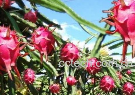 火龙果上火吗 火龙果的功效-0