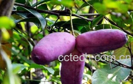 八月瓜果皮怎么食用 八月瓜果皮作用-0