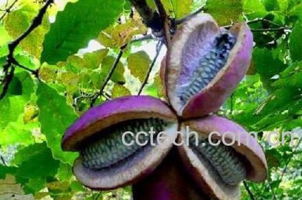 八月瓜果皮怎么食用 八月瓜果皮作用-1