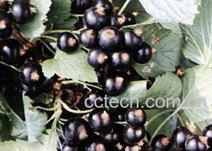 黑豆果泡酒的功效-1