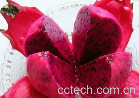 白肉火龙果和红肉火龙果的区别-1