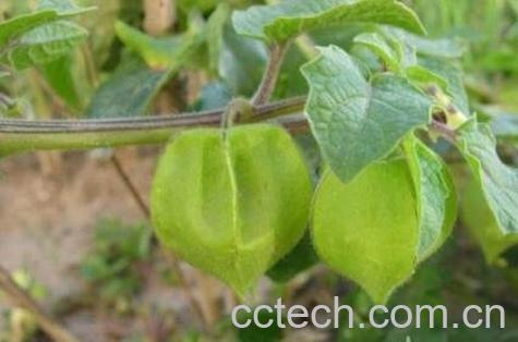 酸浆简介 酸浆的功效与作用-1