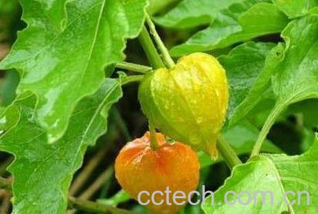 酸浆简介 酸浆的功效与作用-0