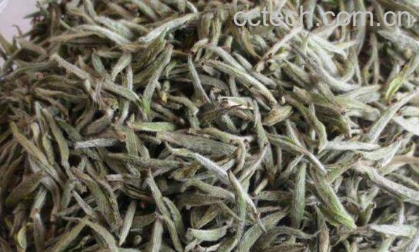 白毫银针的功效与作用 喝白毫银针的好处-1