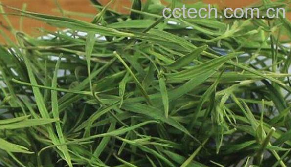 竹叶茶和什么配一起 喝竹叶茶有什么好处-1