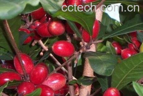 海南神秘果的功效与作用-0