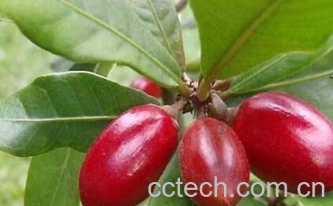 海南神秘果的功效与作用-1