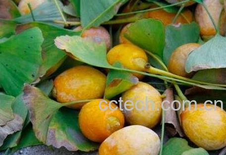 白果皮中毒怎么办 白果皮汁中毒怎么解毒-1