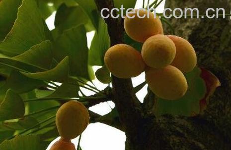 白果皮中毒怎么办 白果皮汁中毒怎么解毒-0