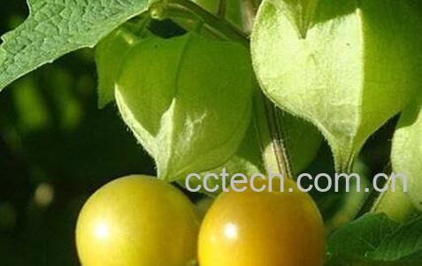 黄灯笼果的功效与作用-0