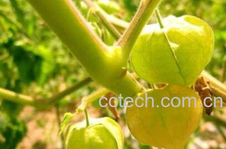 黄灯笼果的功效与作用-1