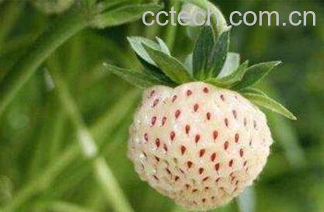 菠萝莓的功效与作用及食用方法-0