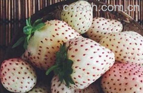 菠萝莓的功效与作用及食用方法-1