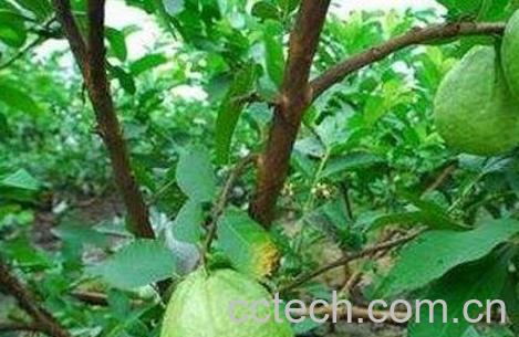 蕃石榴根的功效与作用及药用价值-0