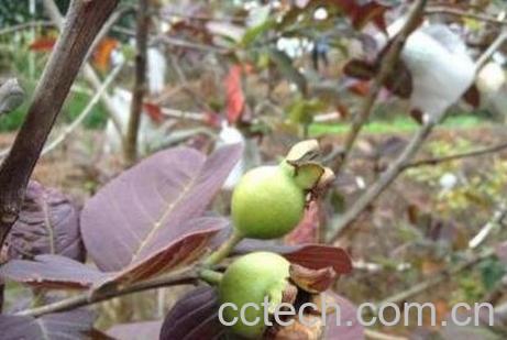 蕃石榴根的功效与作用及药用价值-1