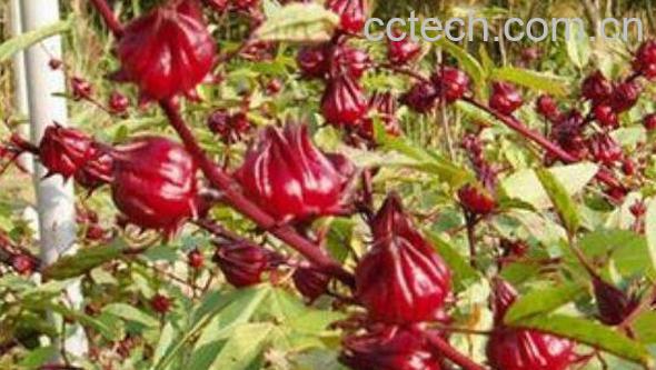 洛神花的功效与作用 洛神花怎么吃最好-1