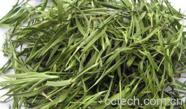  竹叶茶是寒性还是热性 竹叶茶的功效与禁忌-0