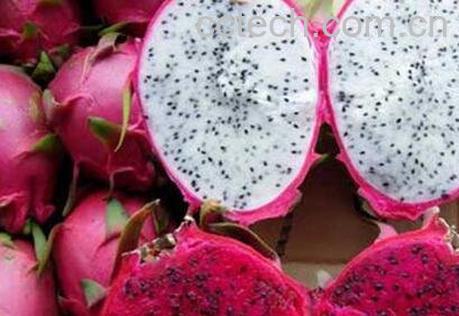 如何吃火龙果减肥 火龙果减肥方法技巧-0