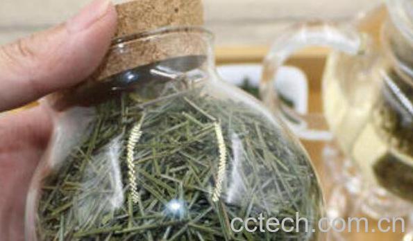 松针茶的制作方法 松针茶为什么不能多喝-1