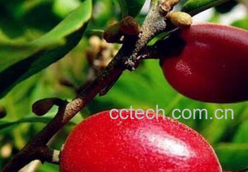 神秘果可以泡酒吗 神秘果泡酒的功效-0