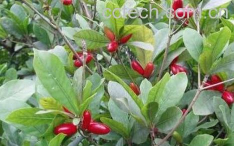 神秘果可以泡酒吗 神秘果泡酒的功效-1