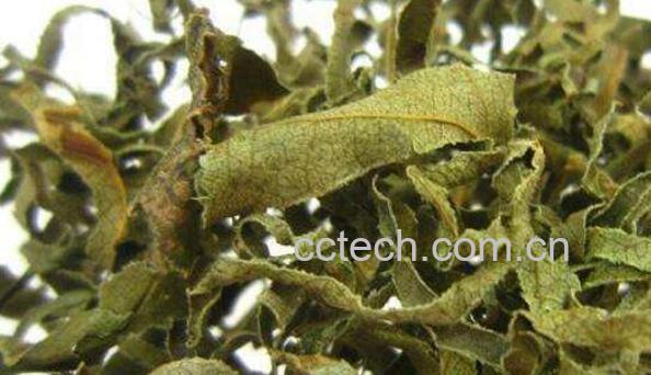 柿叶茶的功效与作用 柿叶茶的副作用-0