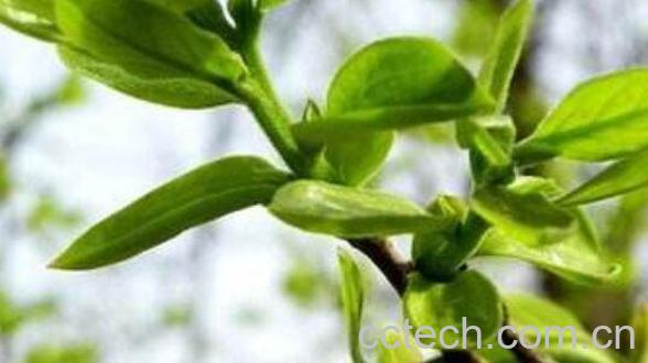 柿叶茶的功效与作用 柿叶茶的副作用-1