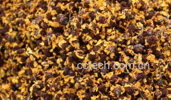 昆仑雪菊的功效与作用及食用方法-0