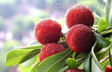 坐月子能吃杨梅么 坐月子吃杨梅好不好-0