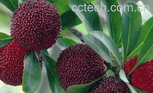 坐月子能吃杨梅么 坐月子吃杨梅好不好-1