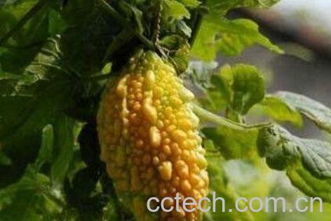 金铃子的功效与作用及药用价值-1