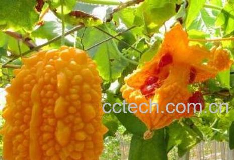 金铃子的功效与作用及药用价值-0