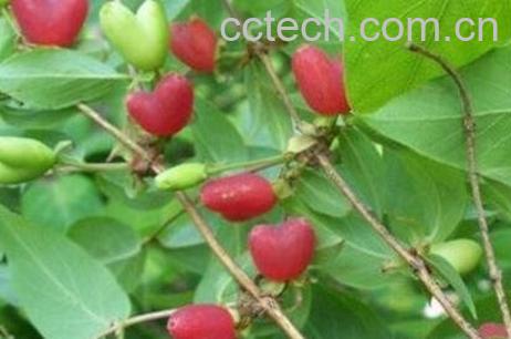 杈杷果的功效与作用-1