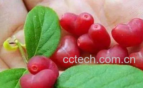 杈杷果的功效与作用-0